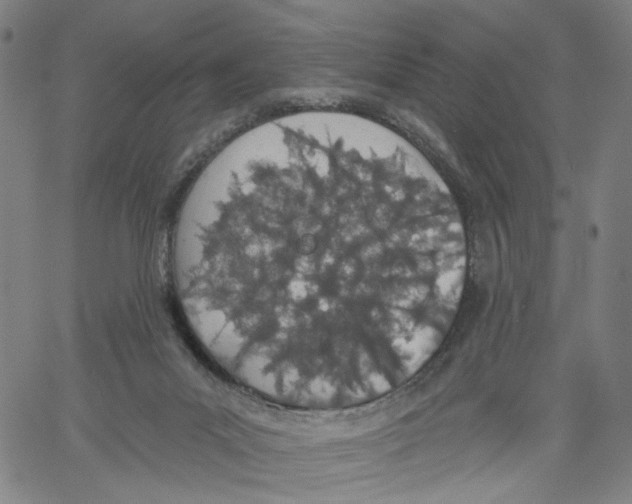 X0000061100023200512161359