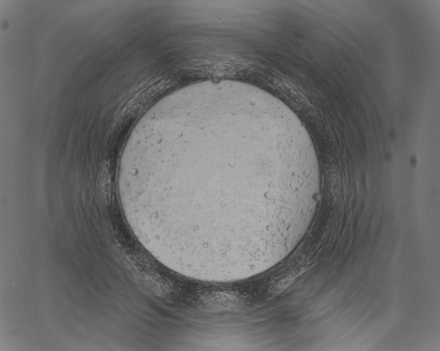 X0000061100594200512161350