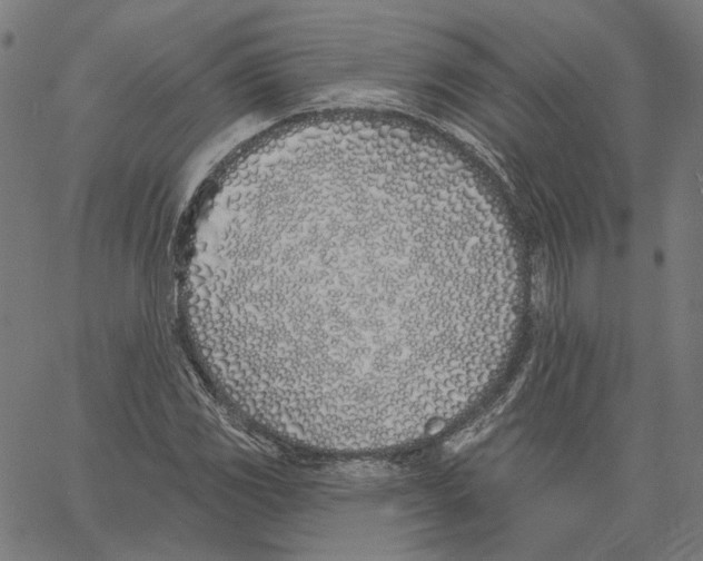 X0000061101117200512161341