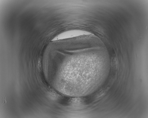 X0000061110127200512022136