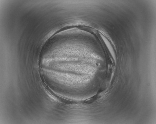 X0000061110389200512022131