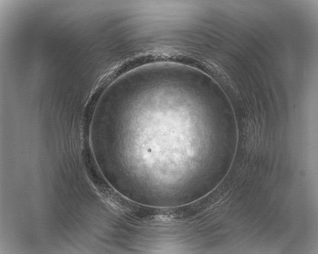 X0000061110496200512022129