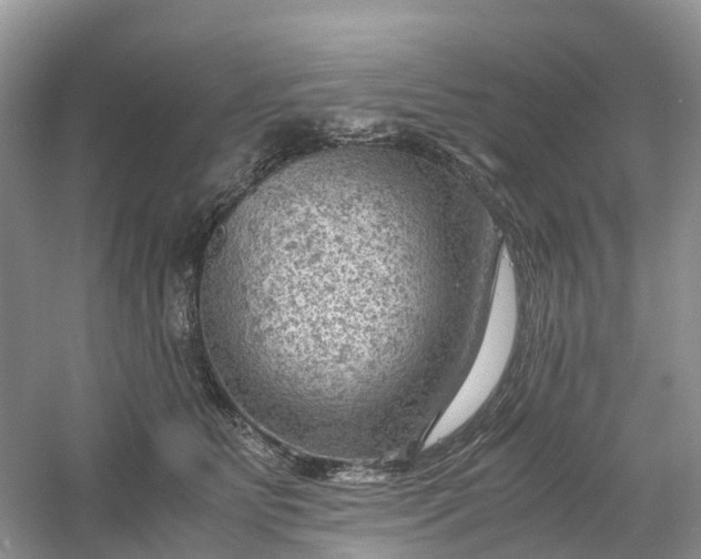 X0000061110515200512022129