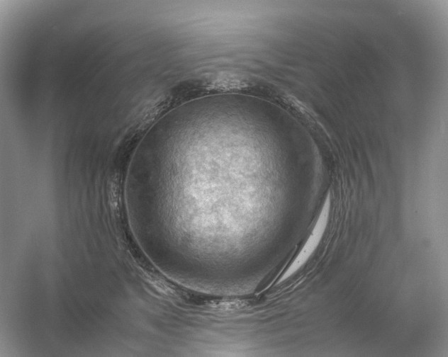 X0000061110517200512022129