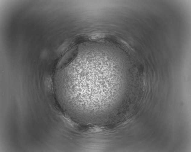 X0000061110523200512022129