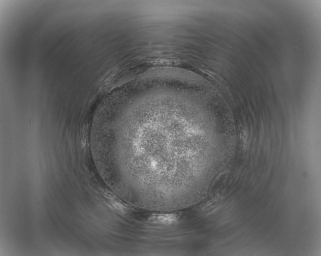 X0000061110665200512022127