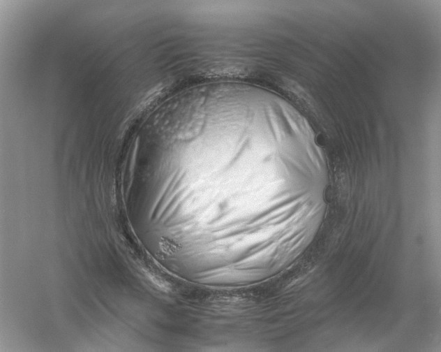 X0000061110729200512022125