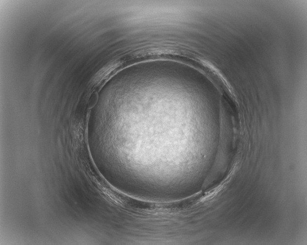 X0000061110785200512022124