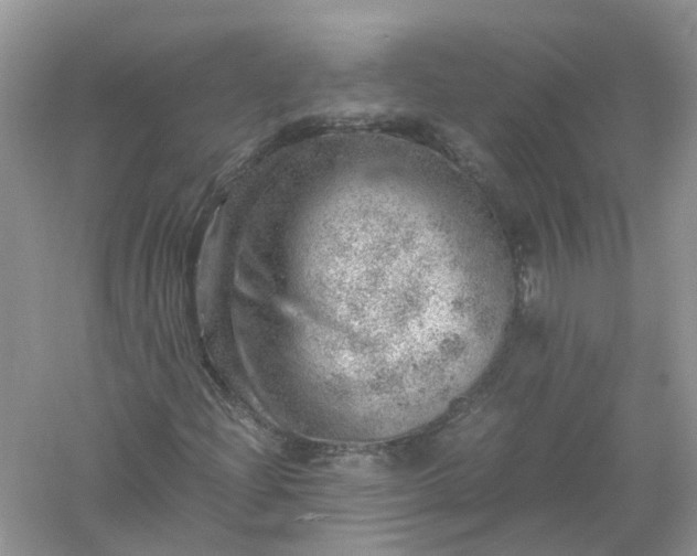 X0000061111204200512022116