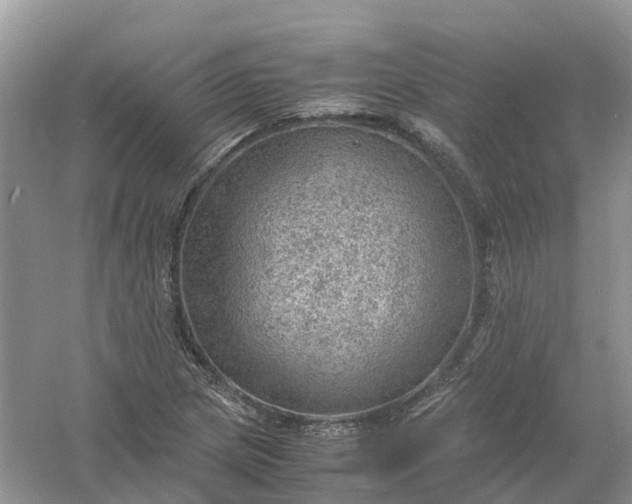 X0000061111217200512022116