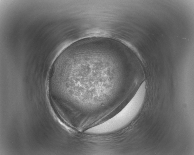 X0000061111383200512022114