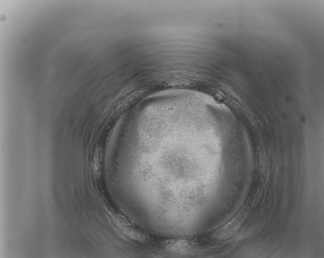 X0000061110074200512091828