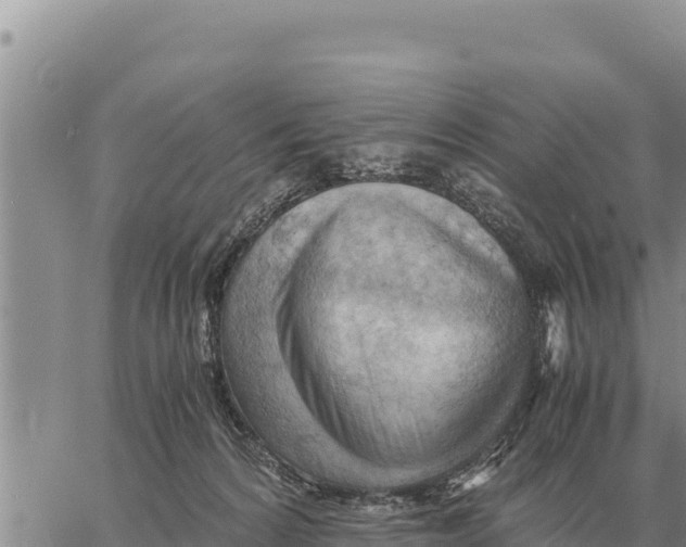 X0000061110224200512091825