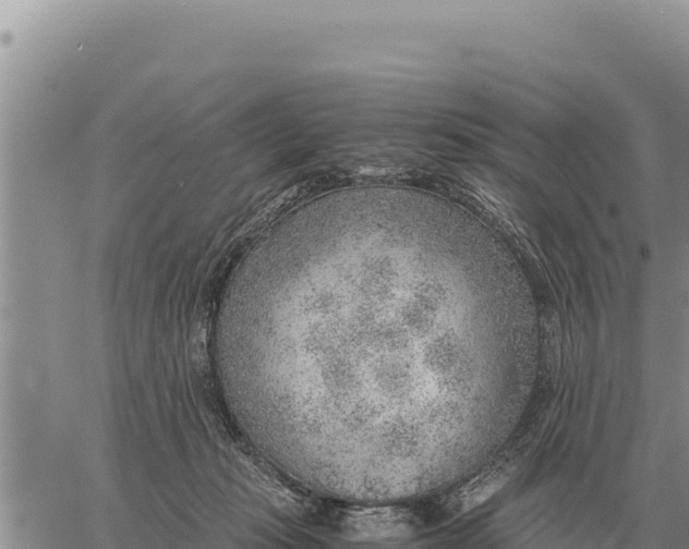 X0000061110269200512091825