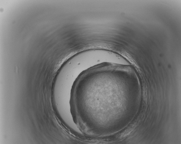 X0000061110434200512091821