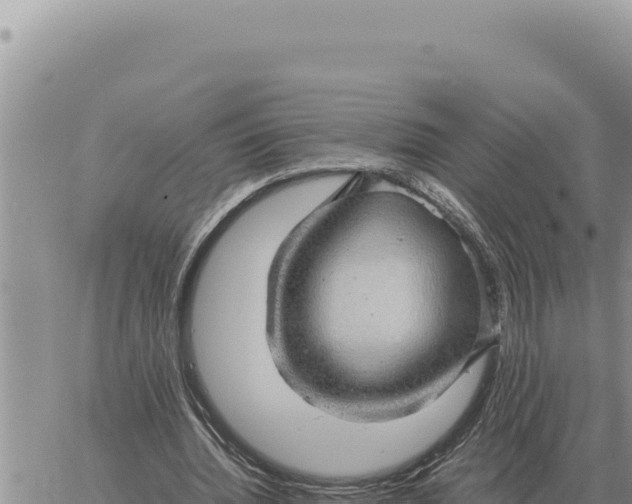 X0000061110436200512091821