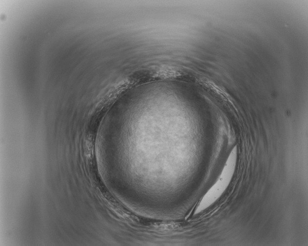 X0000061110517200512091820