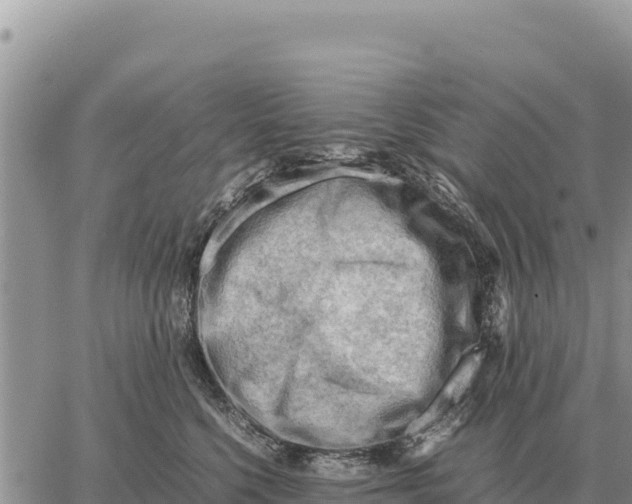 X0000061110568200512091820