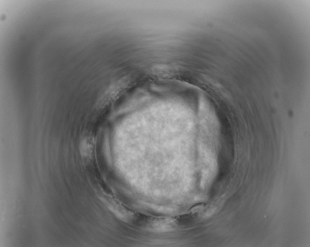 X0000061110576200512091820