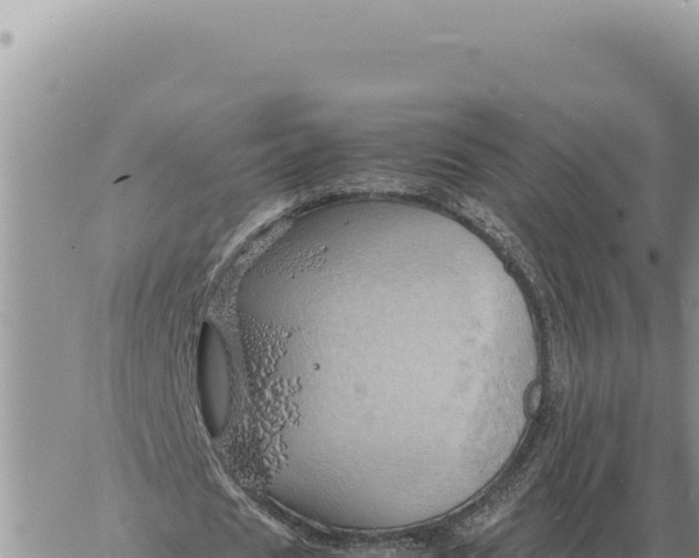 X0000061110625200512091818