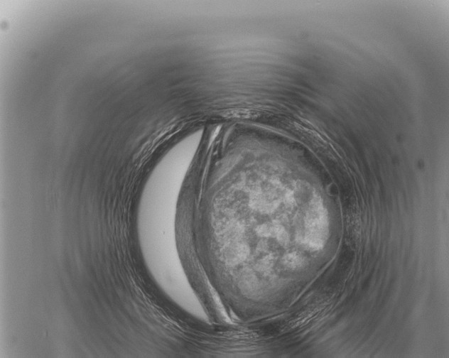 X0000061110652200512091818