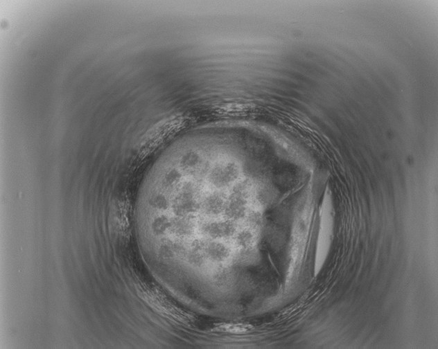 X0000061110654200512091818