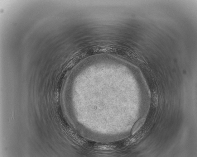 X0000061110657200512091818