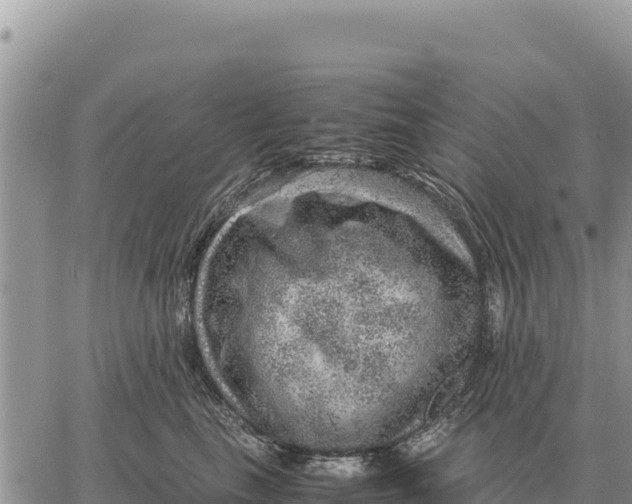 X0000061110665200512091818