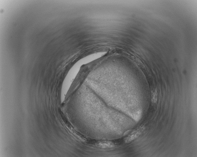 X0000061110666200512091819