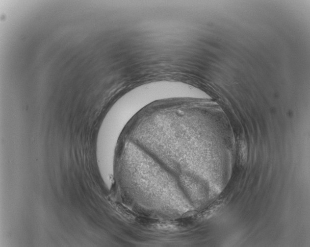 X0000061110668200512091819