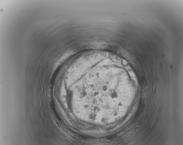 X0000061110679200512091818