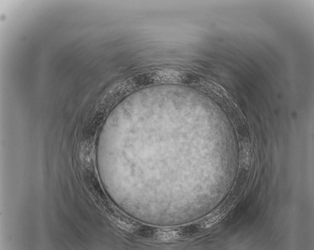 X0000061110701200512091817