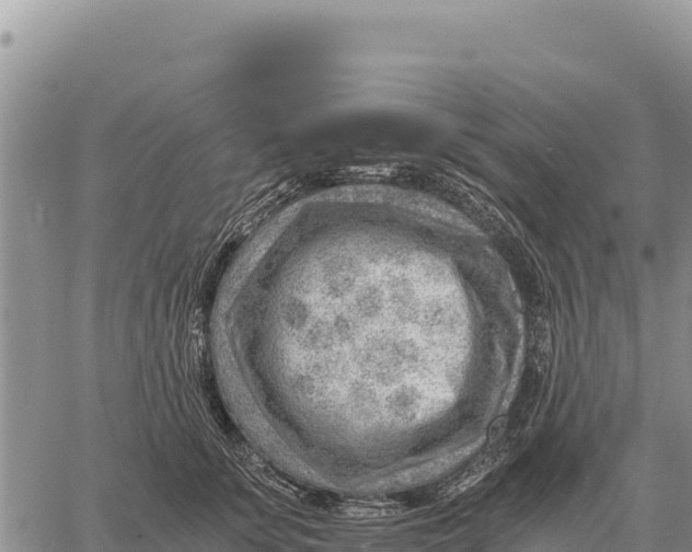 X0000061110707200512091817