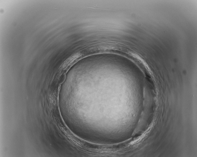 X0000061110785200512091816