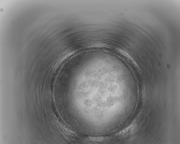 X0000061110825200512091815