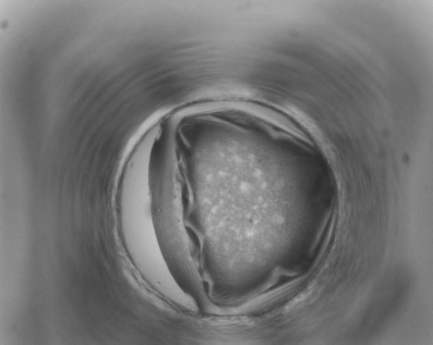 X0000061110864200512091815