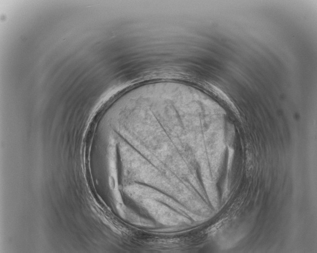 X0000061111035200512091812