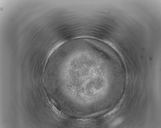 X0000061111145200512091810