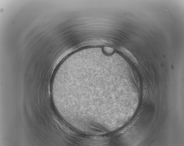 X0000061111226200512091809