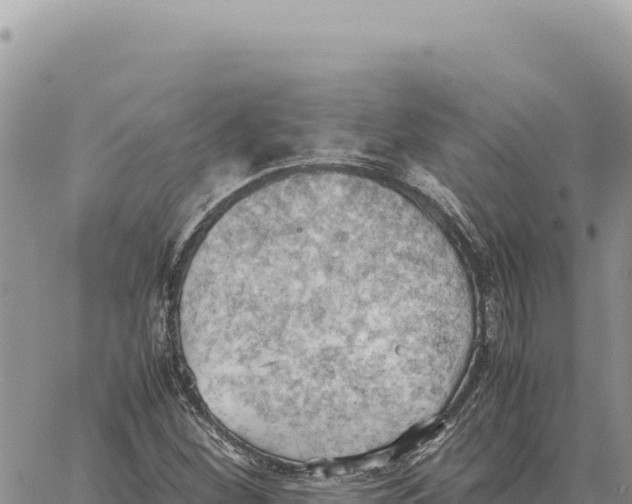 X0000061111260200512091808