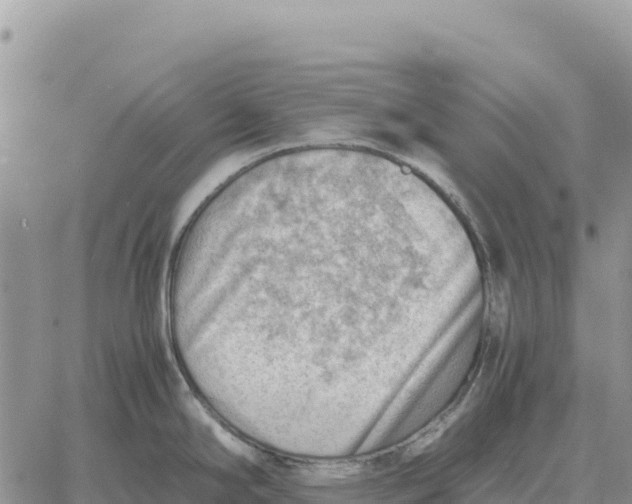 X0000061111294200512091807