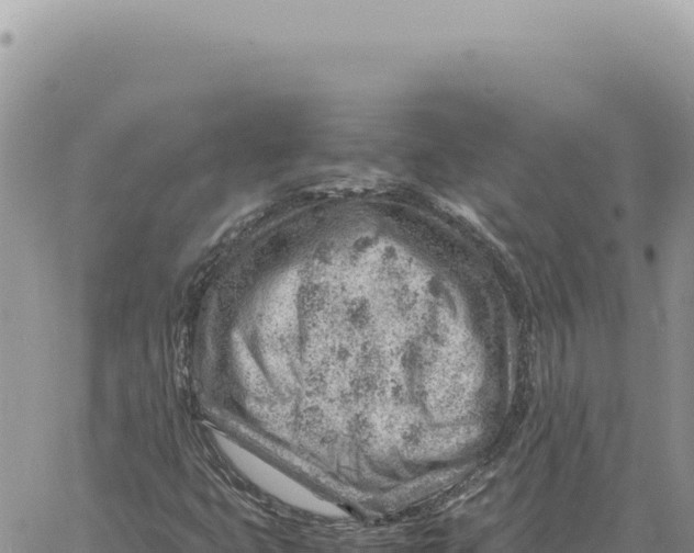 X0000061111399200512091805