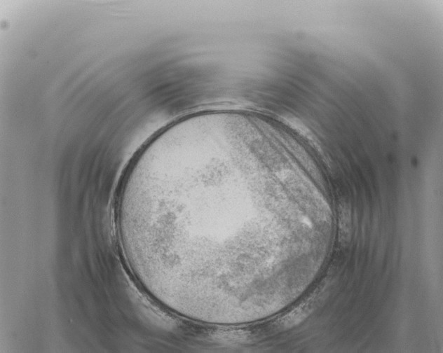 X0000061111466200512091805