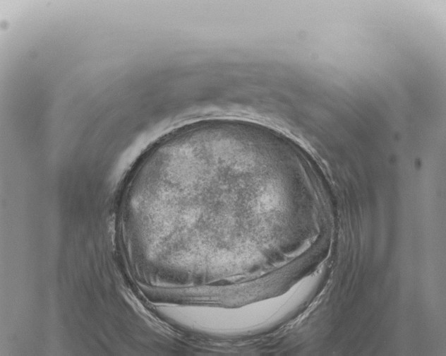 X0000061111503200512091804