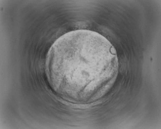 X0000061110034200512161425