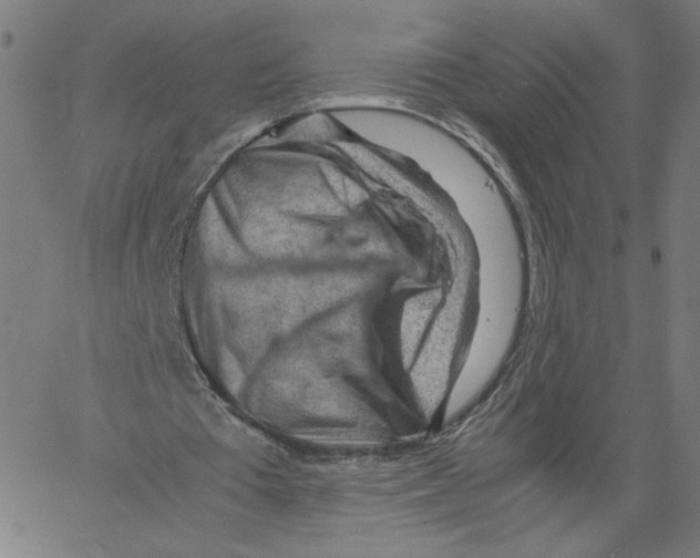 X0000061110385200512161419