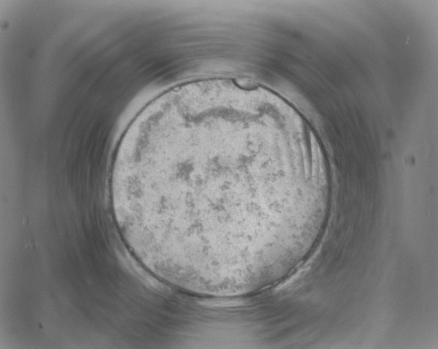 X0000061111296200512161404