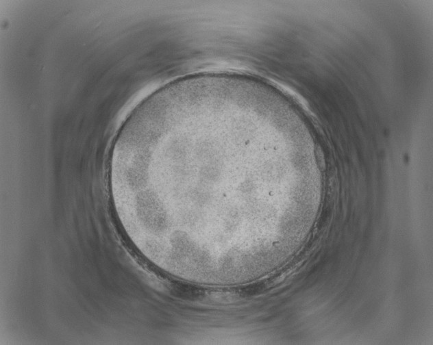 X0000061111375200512161402