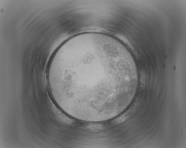 X0000061111466200512161401