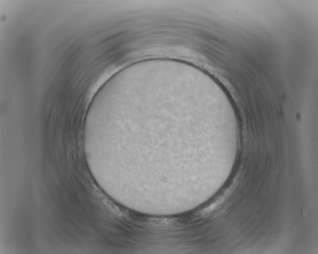 X0000061111529200512161401